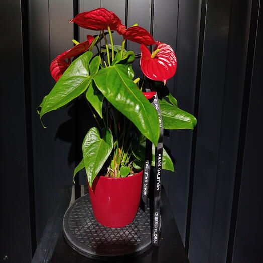 Anthurium