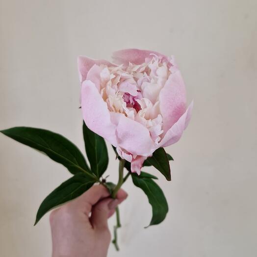 Delicate peonies