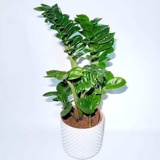 Замиокулькас Зензи, Карликовый Замиокулькас в белом кашпо с автополивом