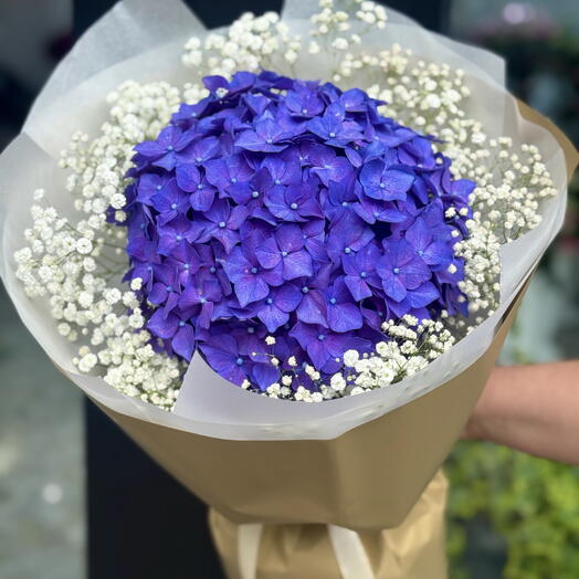 Violet Hydrangea Dream