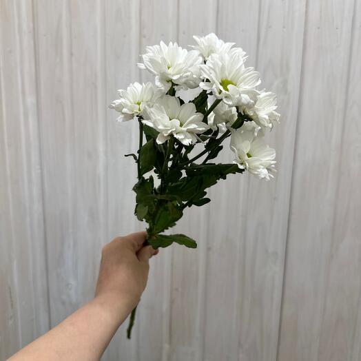 Кенеди