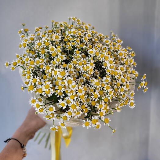 Bouquet of matricaria "Bouquet of daisies"