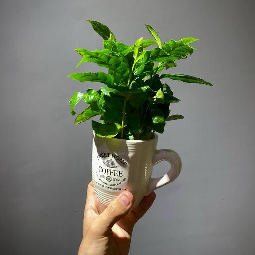 Кофе в кружке 9 см