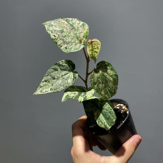 Перец Сильватикум