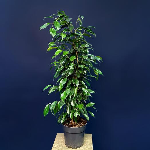 Фикус Бенджамина