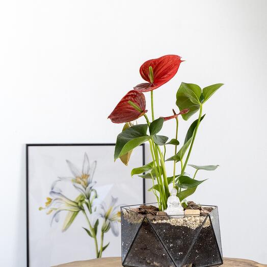 Антуриум красный в геометрическом кашпо из стекла