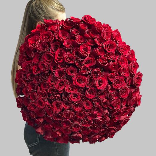 151 красная Эквадорская роза 🌹