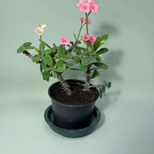 Молочай Милиуса