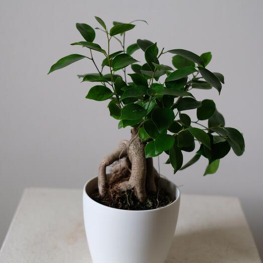 Фикус Микрокарпа