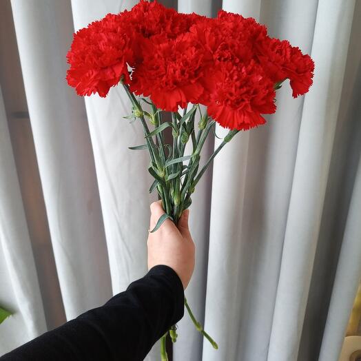 Гвоздика одноголовая