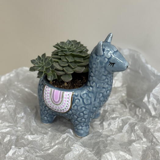 Суккулент в кашпо-ламе