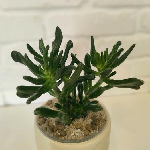 Крассула овата Голлум в кашпо (Crassula ovate Gollum)