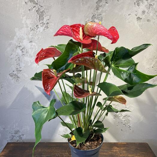 Антуриум Карма Красный Д17 В50 см