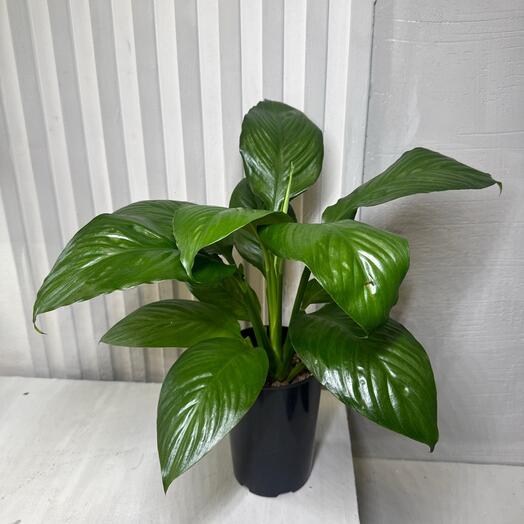 Спатифиллум