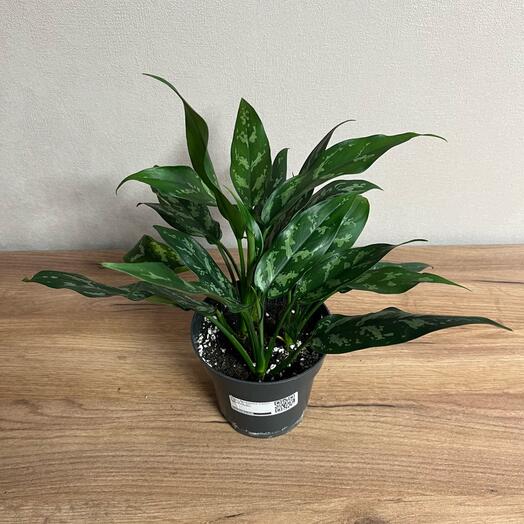 Аглаонема Сан Ремо