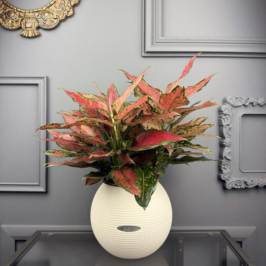 Аглаонема XXL для серой осени в белом кашпо Lechuza D 20 Высота 40 см