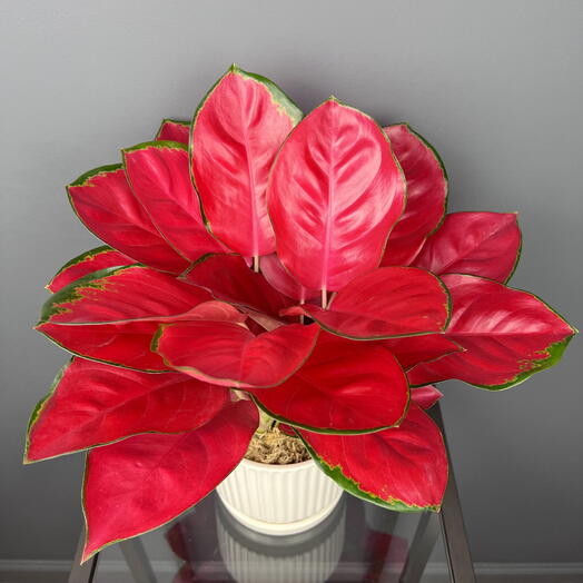 Аглаонема красная ред в керамическом горшке, высота 35см