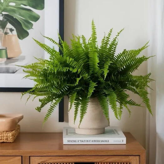 Nephrolepis Green