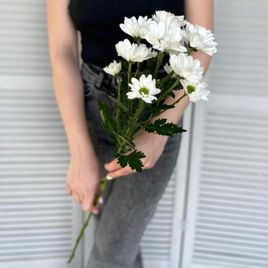 Ромашковая хризантема ( белая )