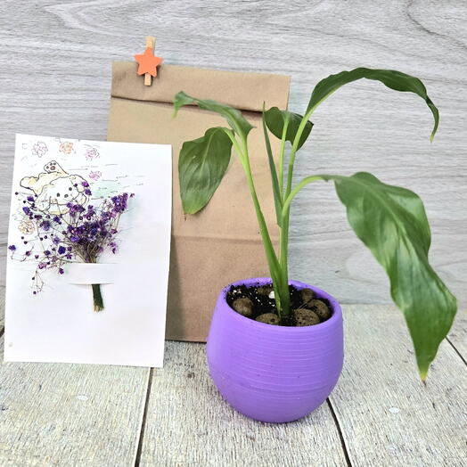 Комплимент Спатифилум и авторская открытка ручной работы