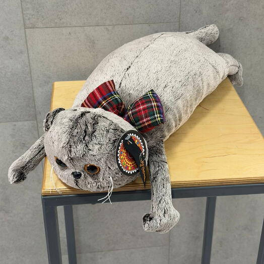 Котик Басик