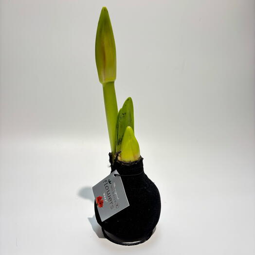 Луковица Амариллиса в воске , в бархате(Голландия )