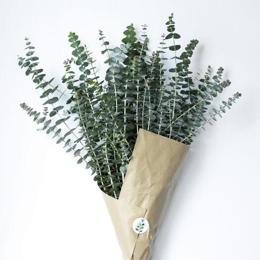 Банч эвкалипта