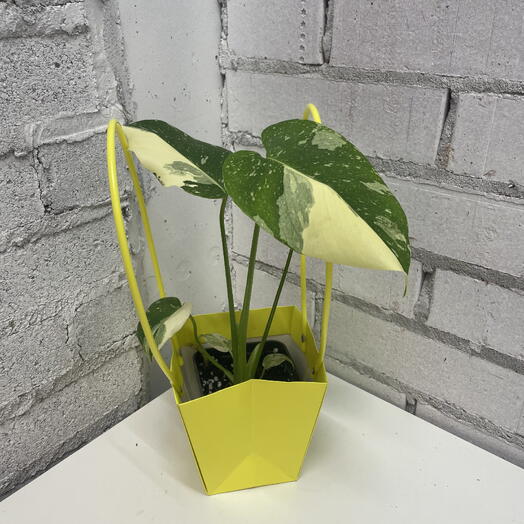 Монстера Тайское Созвездие в подарочной упаковке