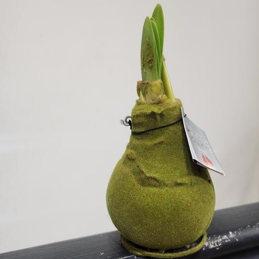 Луковица амариллиса в зелёном бархате