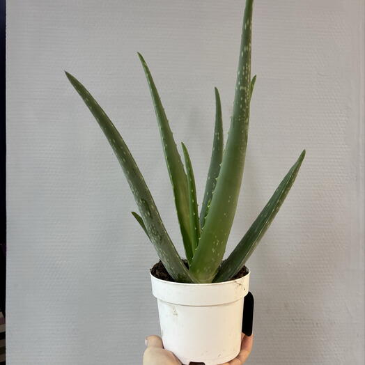 Комнатное растение Алое