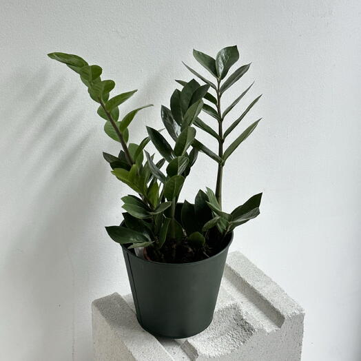 Zamioculcas
