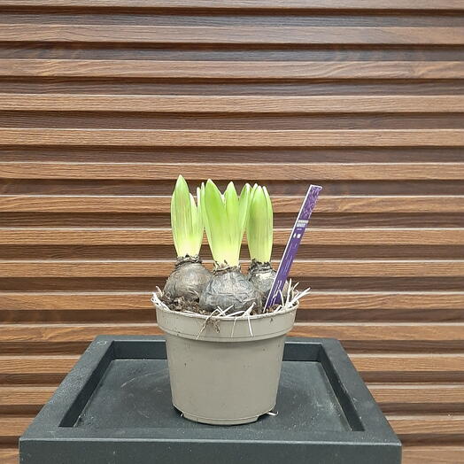 Синий гиацинт в горшке