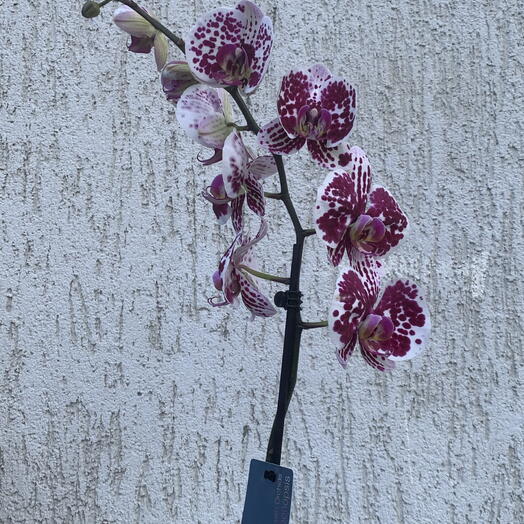 Орхидея белая с розовой серединой