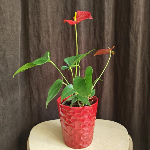 Anthurium Red S