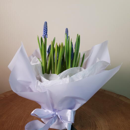 Мускари в горшке