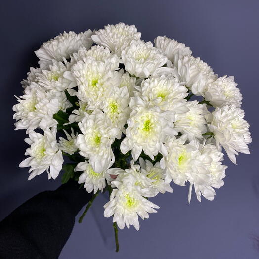 Скидка 30%🔥 5 хризантем на ленте