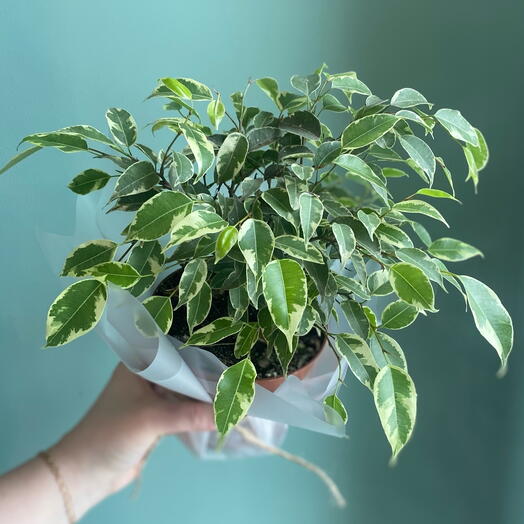 Фикус Бенджамина