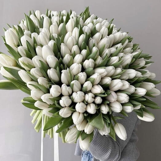 101 tulipanes blancos