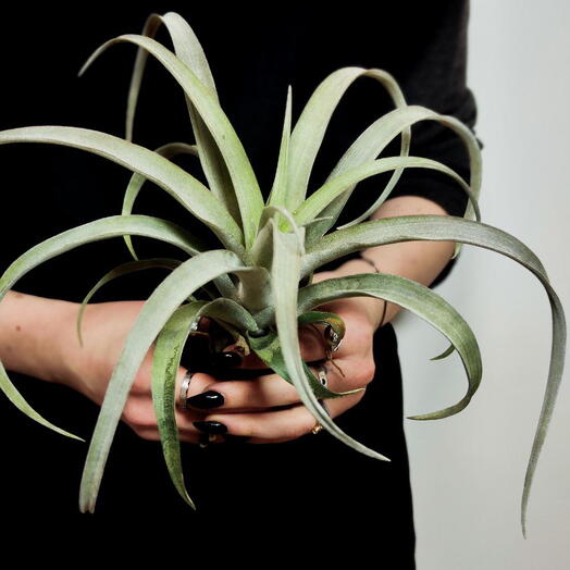 Тилландсия Кларио (Tillandsia Clario)