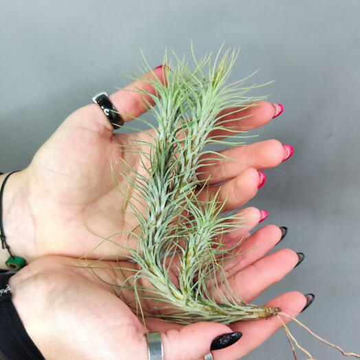Тилландсия Фанкиана груп (Tillandsia Funckiana)