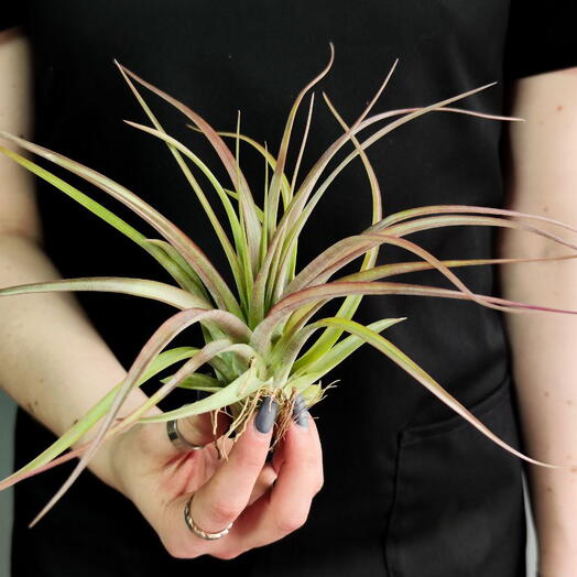 Тилландсия Мэджик (Tillandsia Magic)