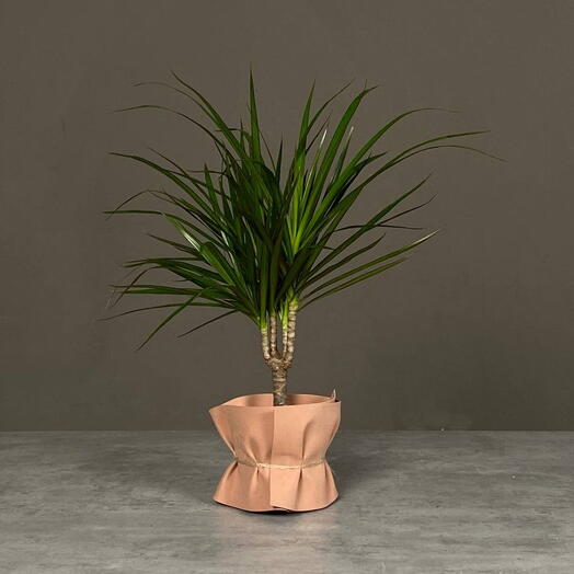 Драцена Маргината