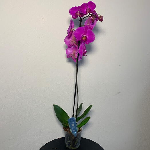 Орхидея фаленопсис фиолетовая