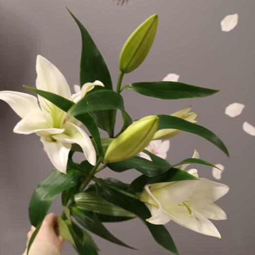 🦢Царственный изгиб 004