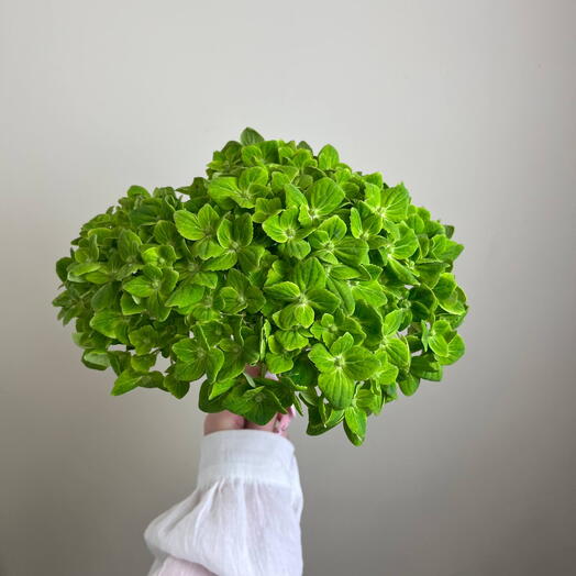 Гортензия Green