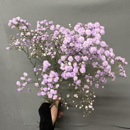 Гипсофила лавандовая💜