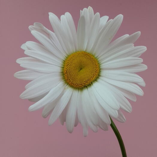 Ромашка 🌼 крупная