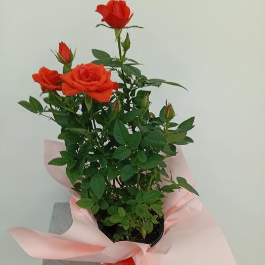 Роза Кордана оранжевая