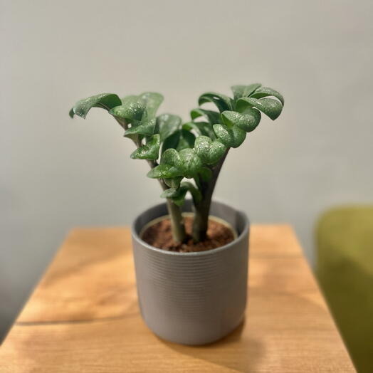Замиокулькас зензи в керамическом сером кашпо из Гонконга