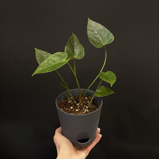 🌿 Антуриум